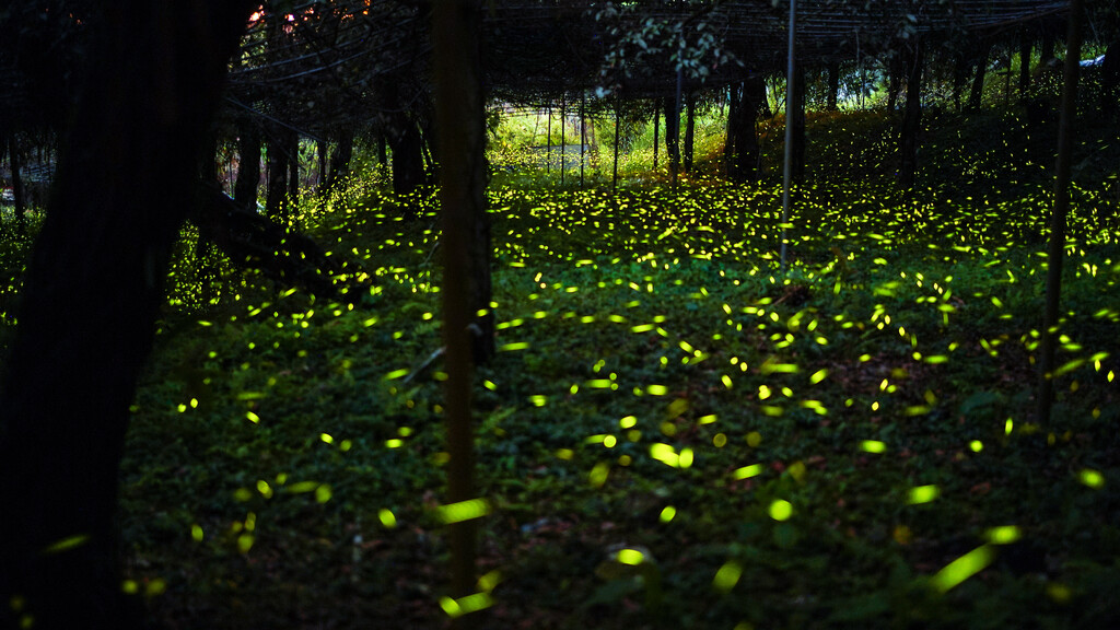 「最美麗的花園」那瑪夏 生態魅力十足